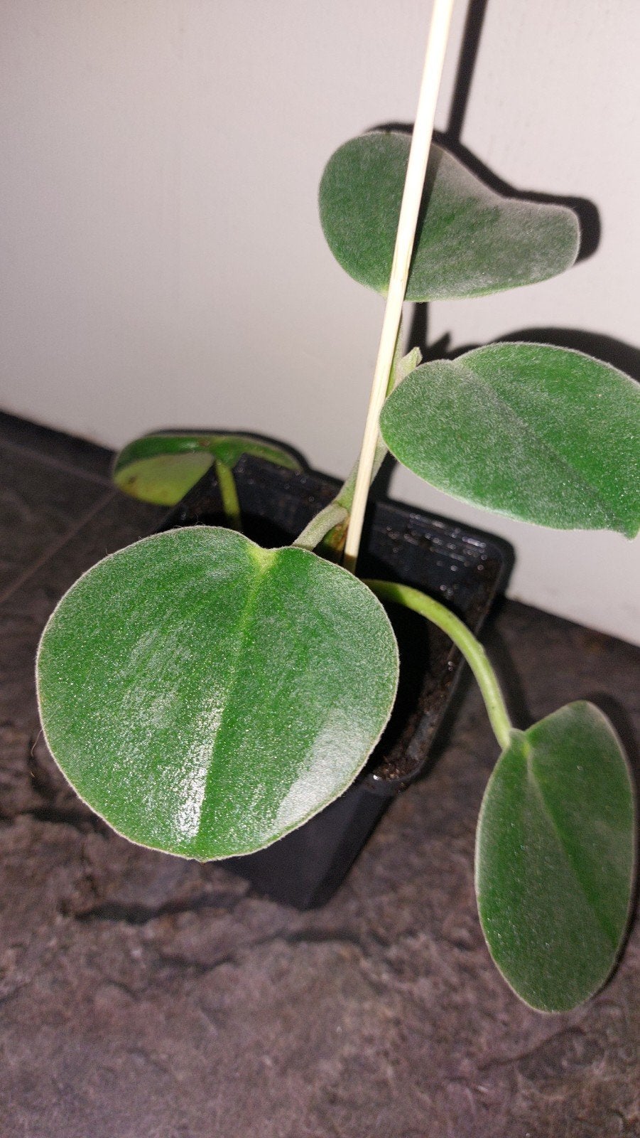 peperomia incana, Ophalen of Verzenden