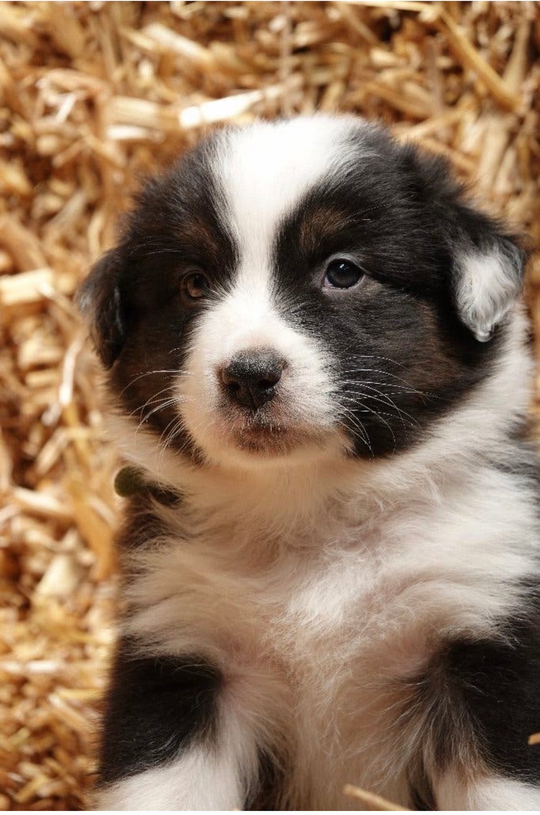 P R A C H T I G E   Australian Shepherd pups!, Dieren en Toebehoren, Meerdere dieren, Eén hond, Herder, Nederland