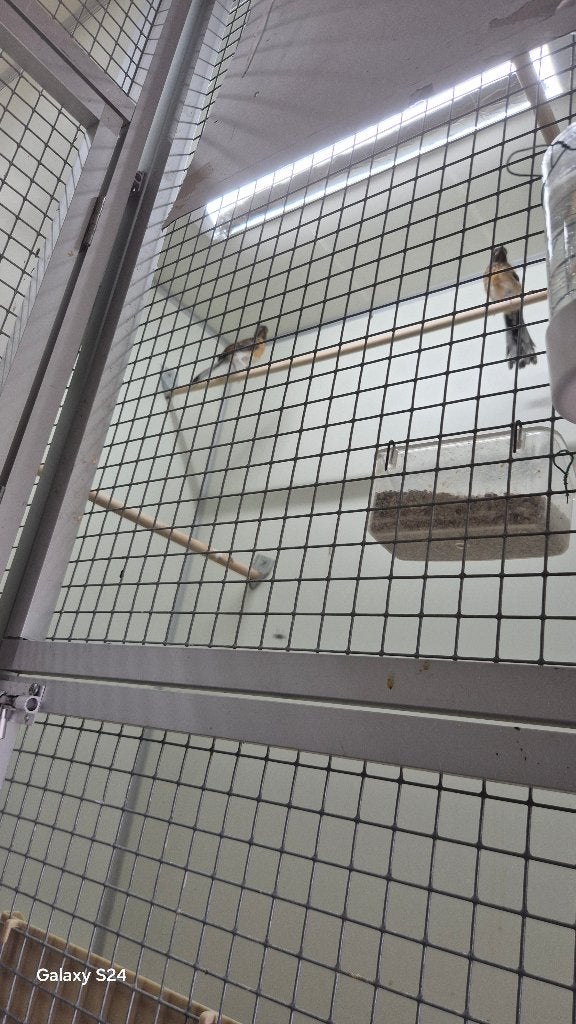 Schama's, Dieren en Toebehoren, Meerdere dieren, Tropenvogel, Geringd