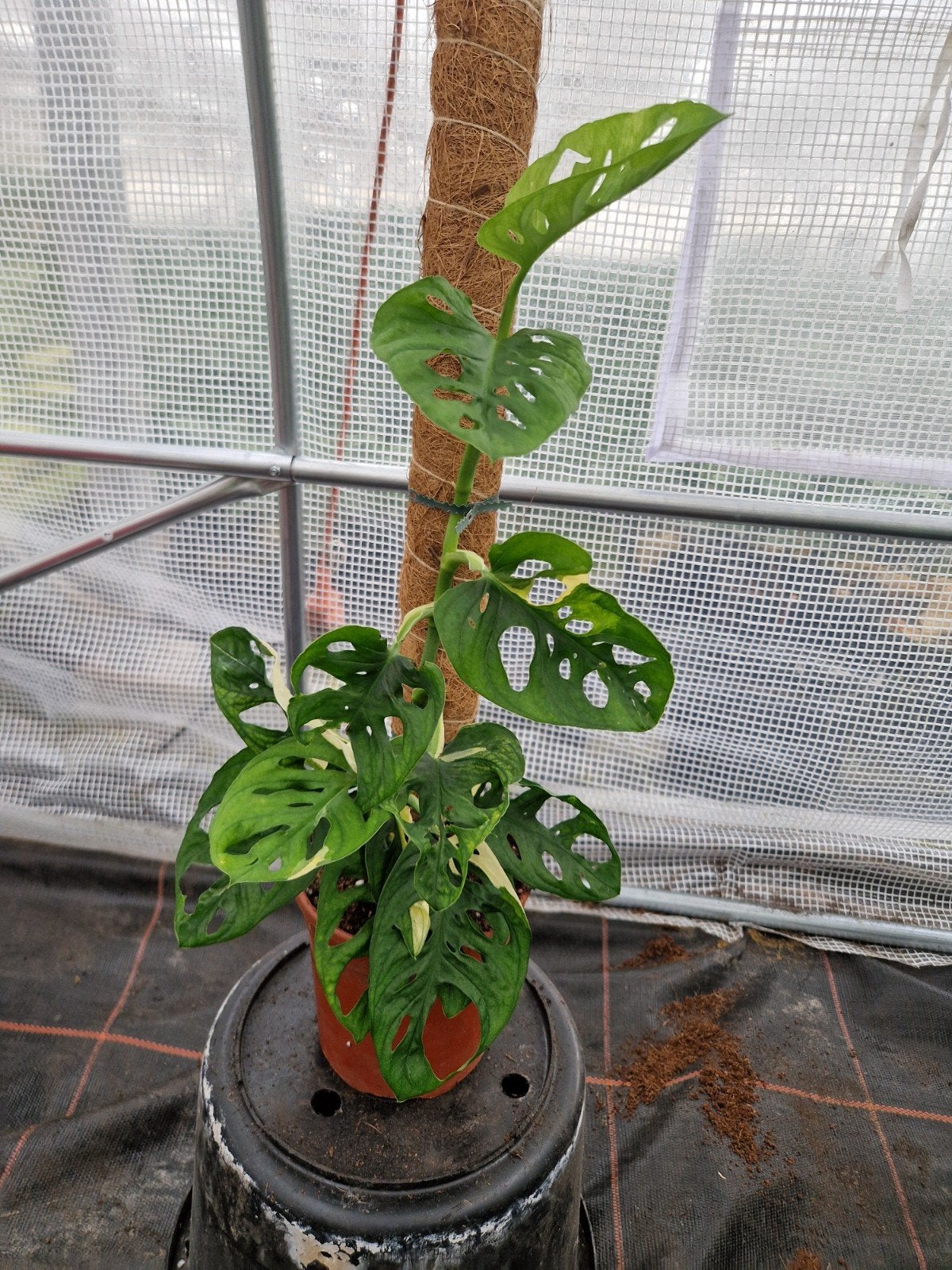 Monstera Adansonii Variegata kamerplant, Huis en Inrichting, Kamerplanten, Ophalen of Verzenden, Halfschaduw, Minder dan 100 cm