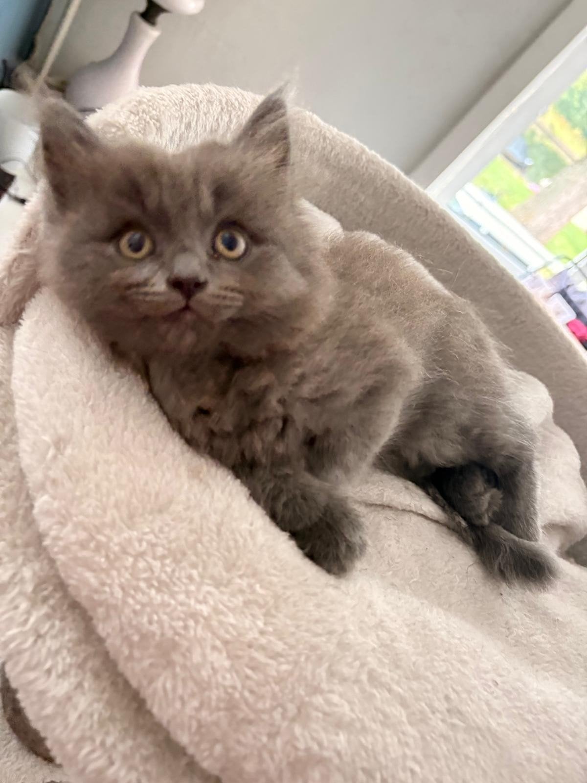 Ragdoll x brits korthaar katertje, Meerdere dieren, Ontwormd