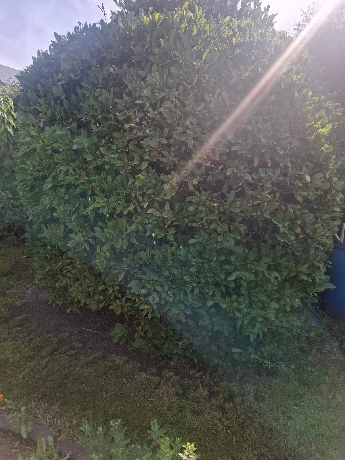 Grote magnolia, Ophalen, Overige soorten, Struik, 100 tot 250 cm