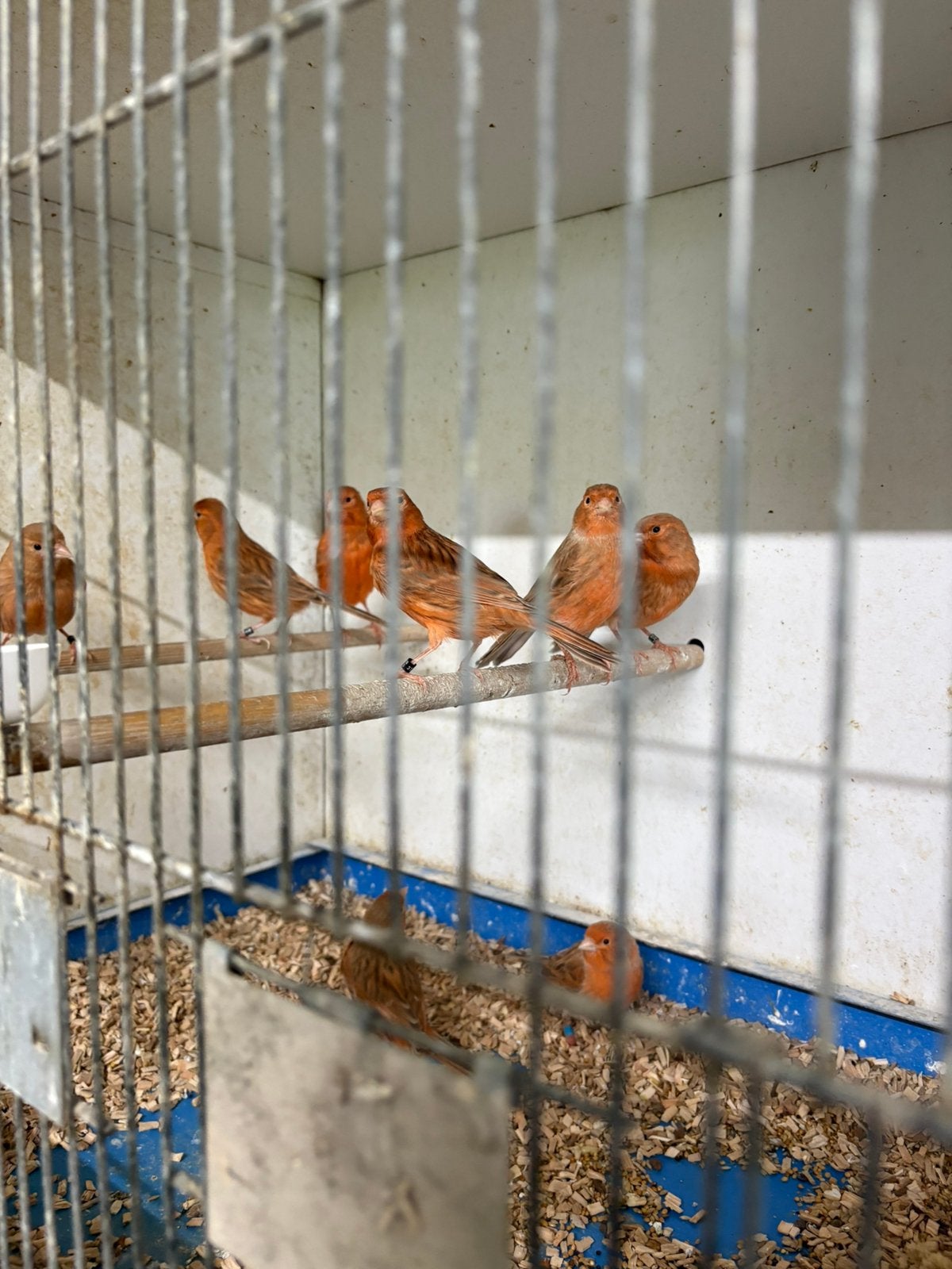 Nog Enkele koppels kanaries, Meerdere dieren, Kleurkanarie