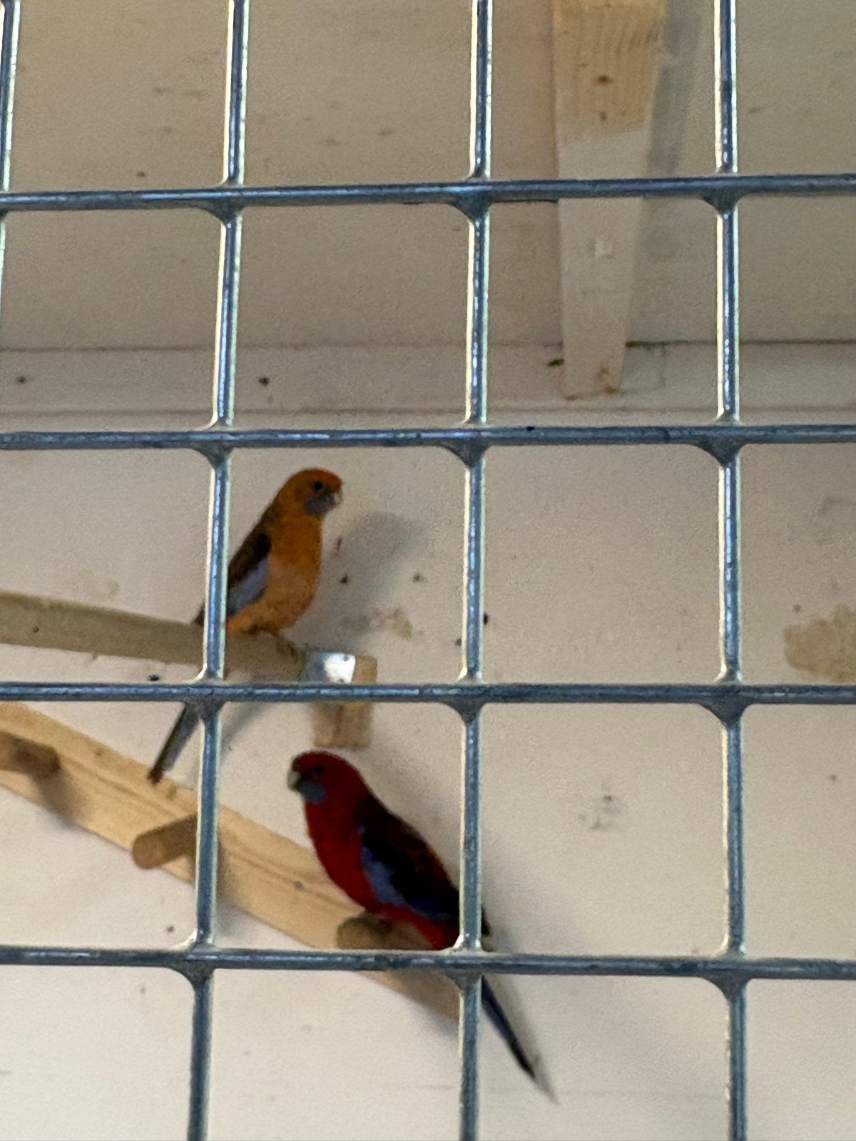 Rosella penanten, Dieren en Toebehoren, Geringd