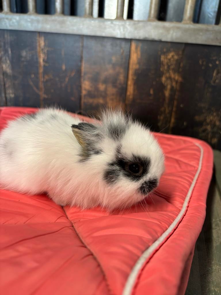TE KOOP lieve schattige babykonijntje, Meerdere dieren, Dwerg