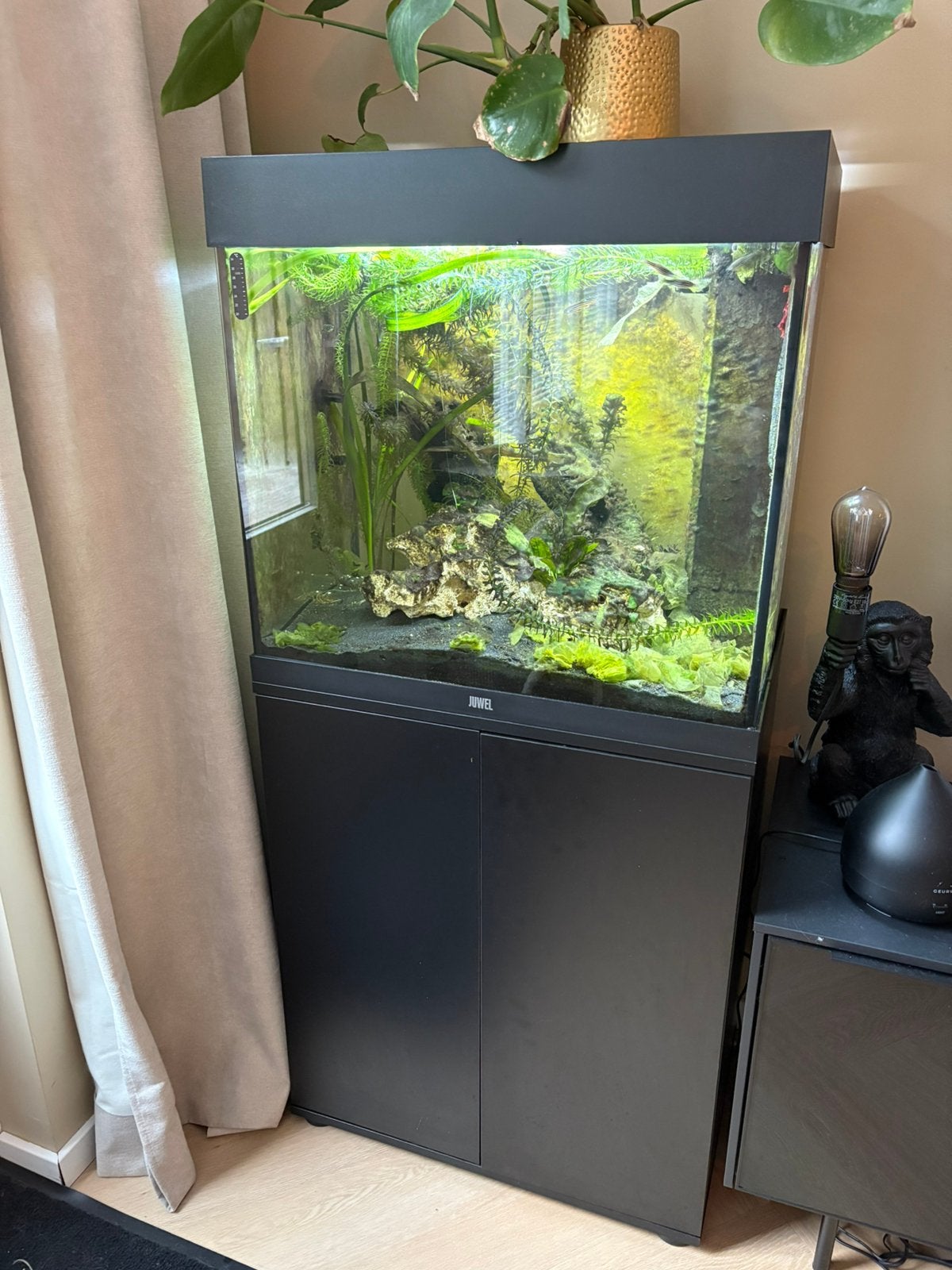 Aquarium 60cm incl vissen en toebehoren, Dieren en Toebehoren, Ophalen, Zo goed als nieuw, Gevuld zoetwateraquarium