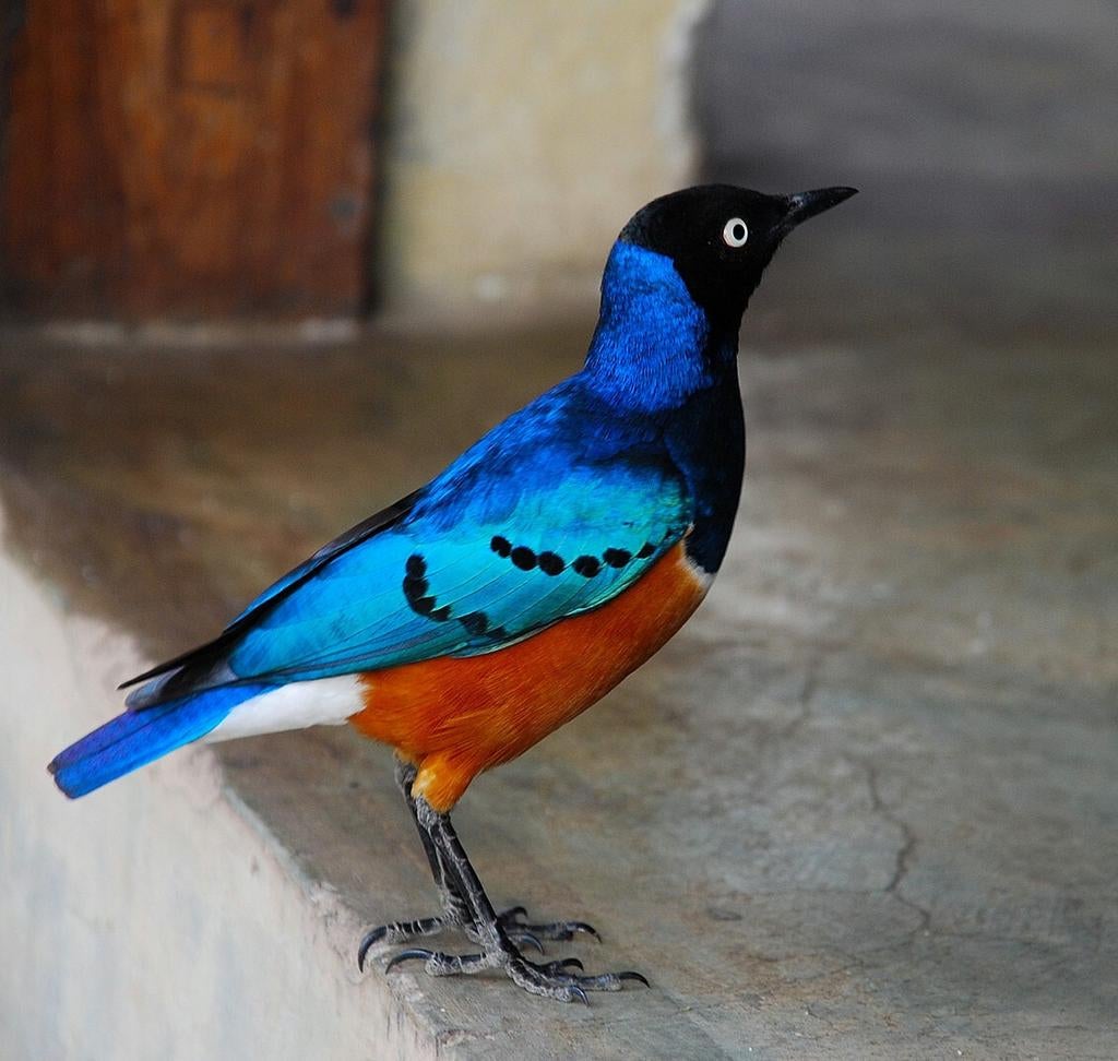 Driekleurglansspreeuw, Dieren en Toebehoren, Mannelijk, Tropenvogel, Geringd