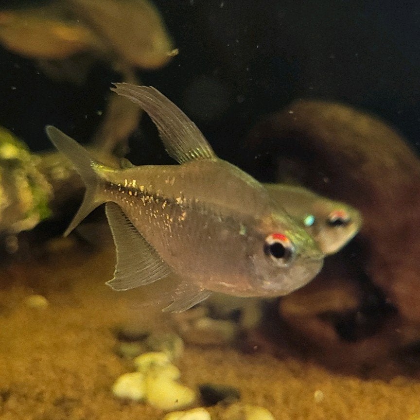 7 gezonde Diamantzalmen te koop, Dieren en Toebehoren, Vis, Zoetwatervis