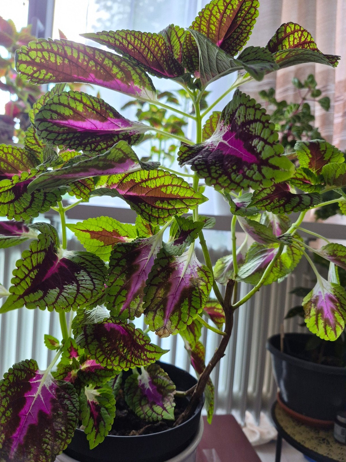 Siernetel / Coleus, Ophalen, Halfschaduw, Minder dan 100 cm