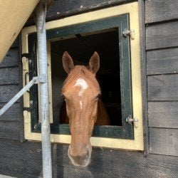 Ierse merrie, Dieren en Toebehoren, Merrie, Met stamboom, Dressuurpaard, 7 tot 10 jaar