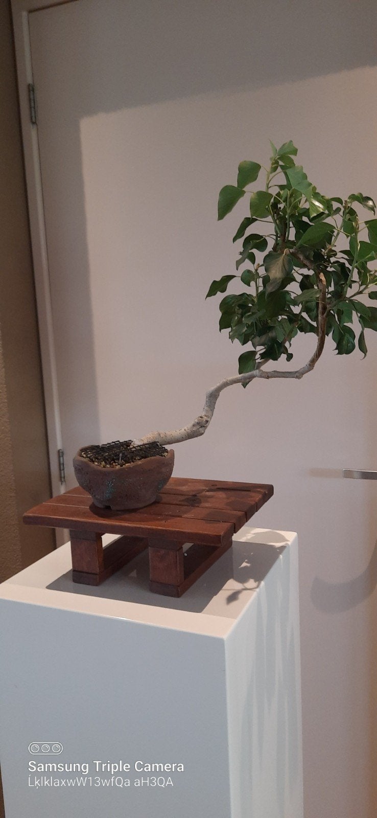 Prebonsai, Tuin en Terras, Planten | Bomen, Overige soorten, Halfschaduw, Zomer, In pot, Ophalen