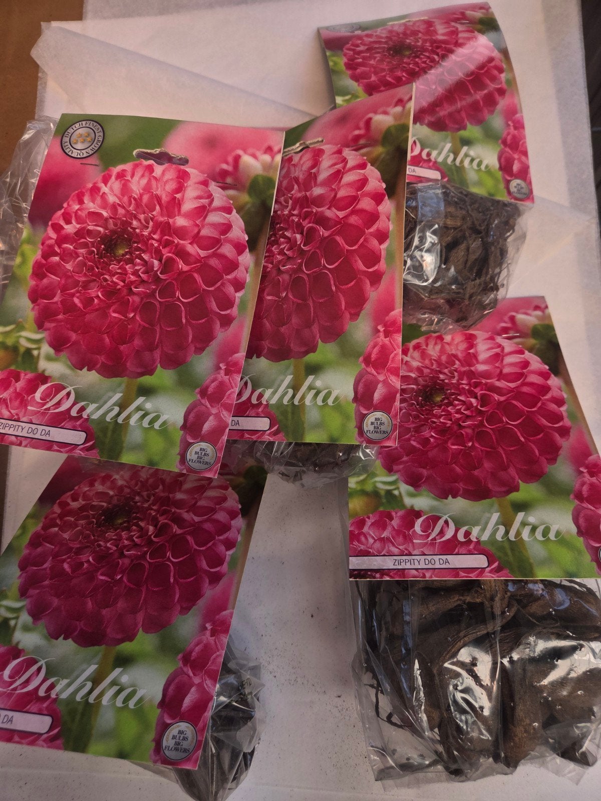 Dahlia 'Zippity Do Da' Knollen - Levendige Roze Bloemen, Tuin en Terras, Bloembollen en Zaden, Ophalen of Verzenden, Voorjaar