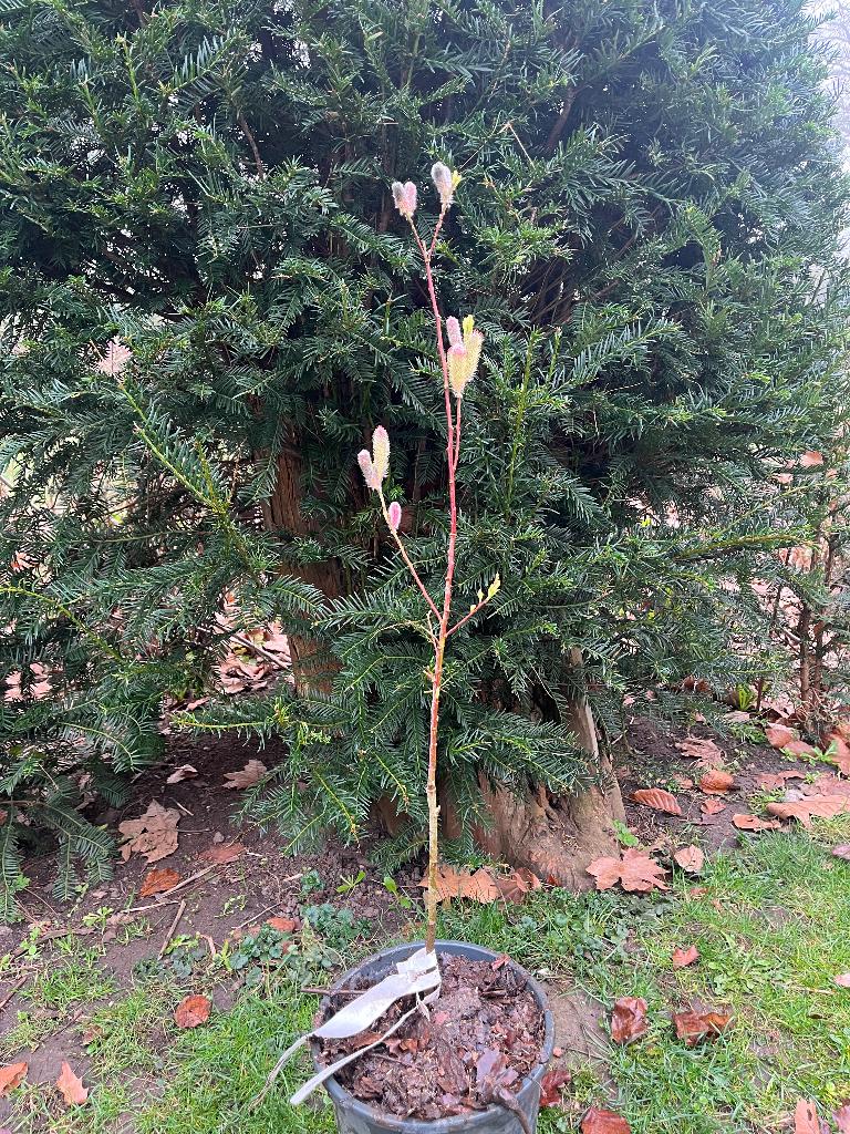 Salix gracilistyla  Mount Aso roze katjes wilg, Ophalen, Overige soorten