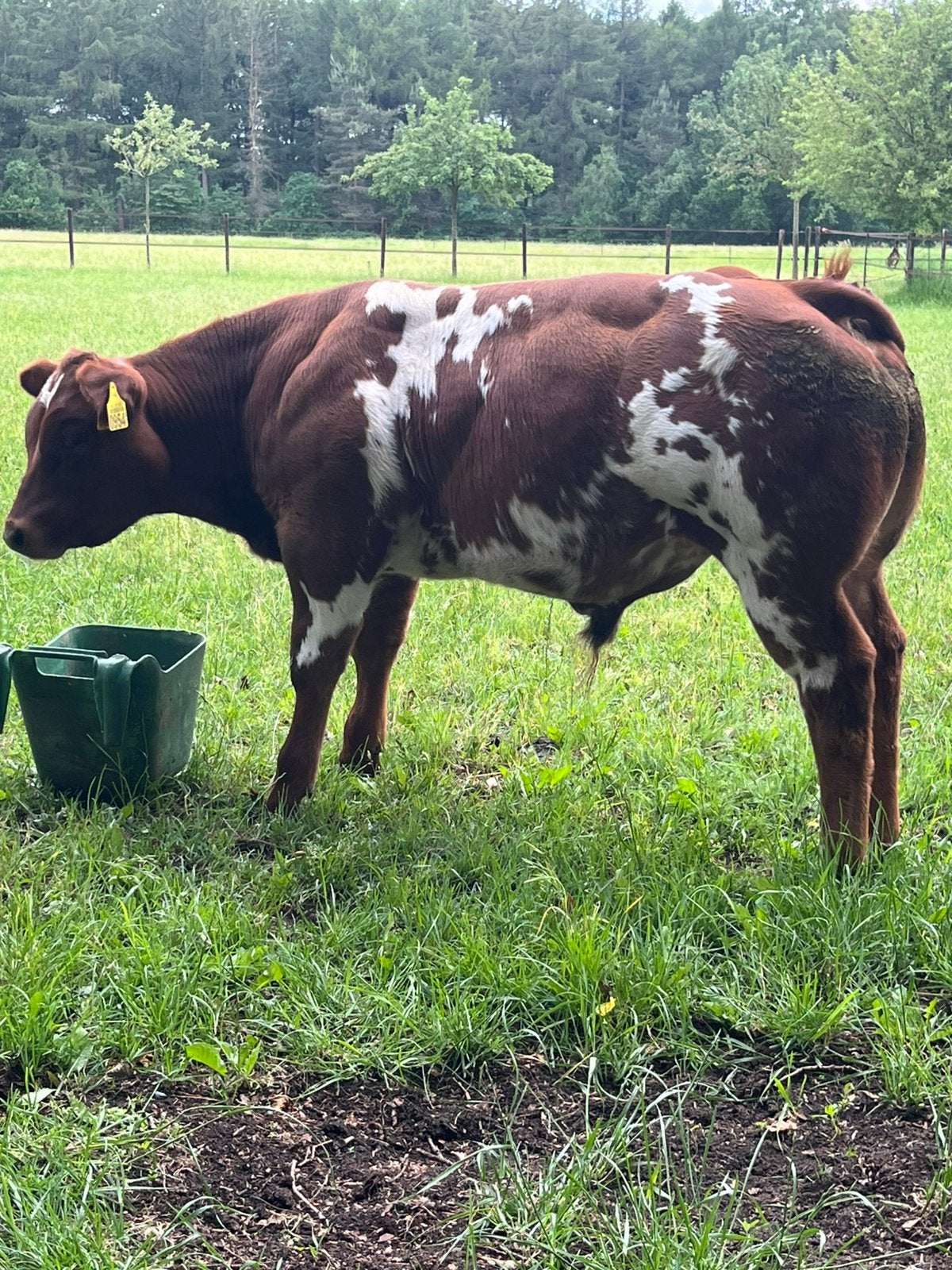 VERKOCHT.  100% VRB Dikbil Stamboek stier baggerbont rood, Mannelijk