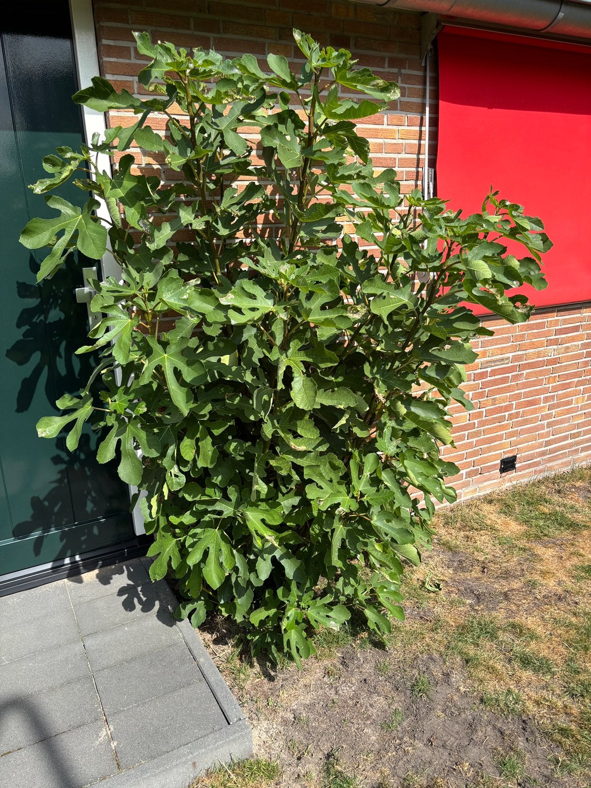 Vijgen boom, Ophalen, Overige soorten, Minder dan 100 cm