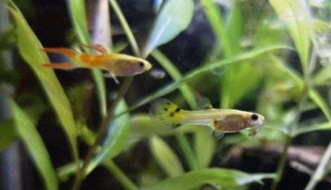 Endler Guppy's, Vis, Zoetwatervis, Schoolvis