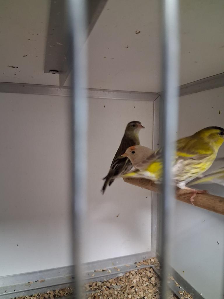 Mooi koppel europese sijsen, Meerdere dieren, Bastaard