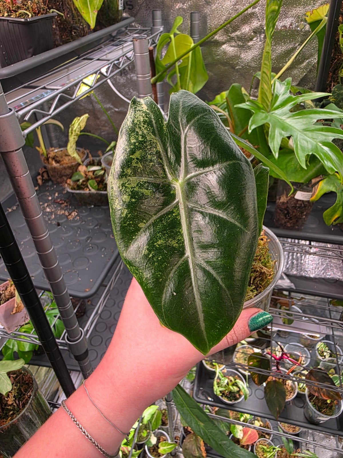 alocasia pink dragon albo, Ophalen of Verzenden, Halfschaduw, Minder dan 100 cm