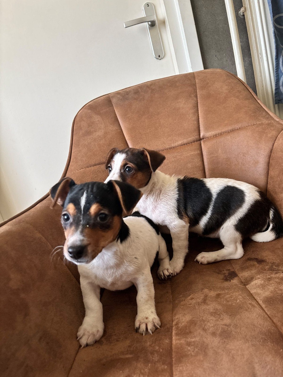 Te koop Jack Russell pups, Dieren en Toebehoren, Jack Russell Terriër, 8 tot 15 weken, Meerdere, Meerdere dieren