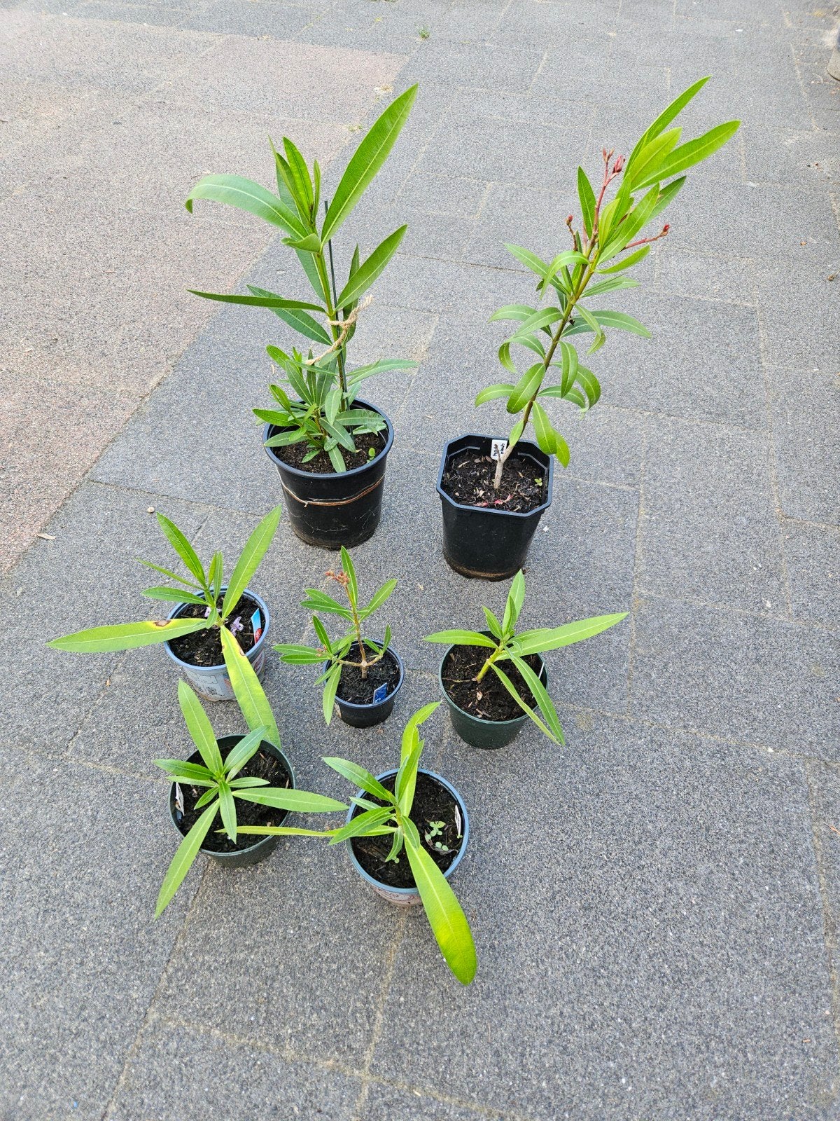 7 jonge Oleanders met roze bloemen, Tuin en Terras, Planten | Tuinplanten, Ophalen, Overige soorten, Volle zon