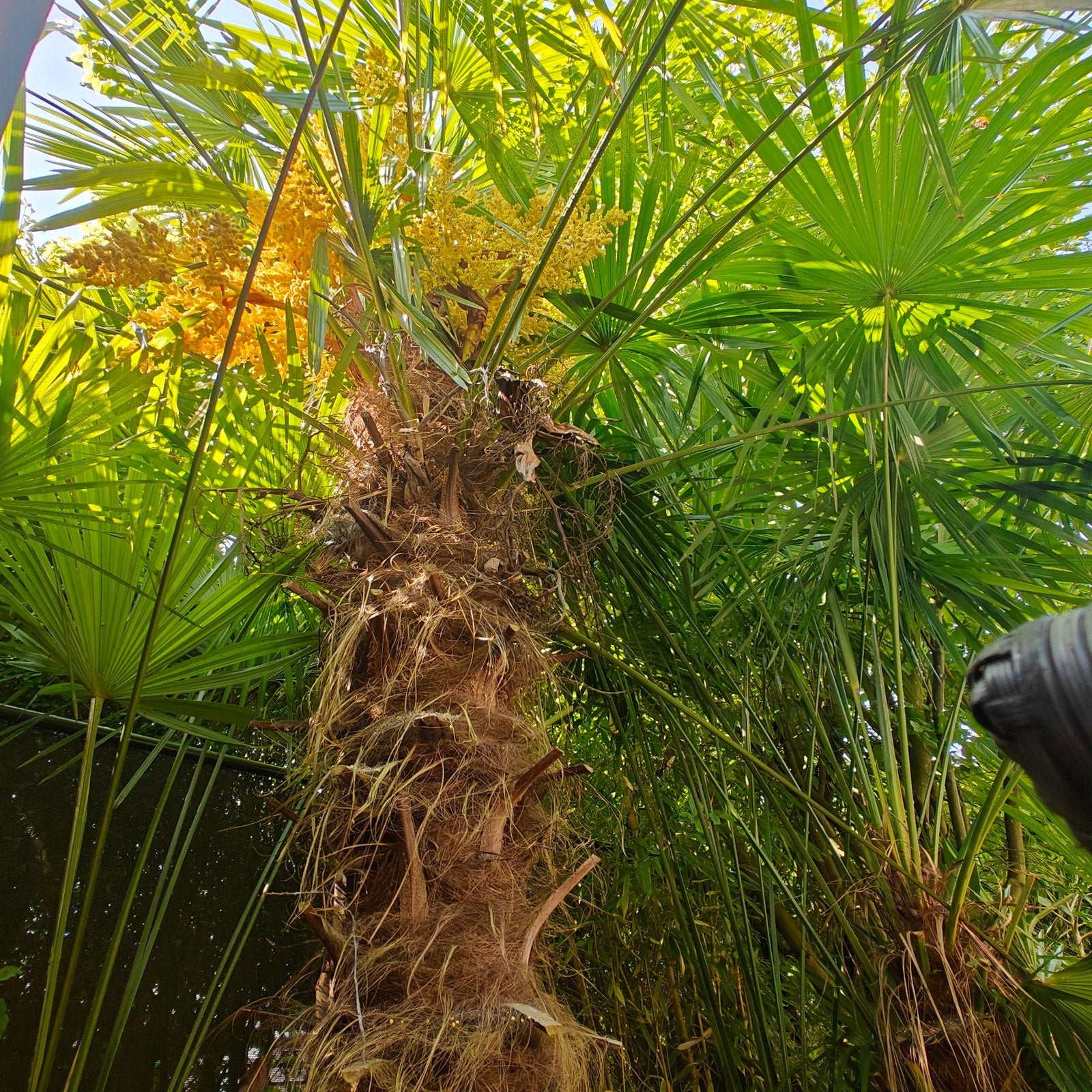 Palmboom stamhoogte 215-220 cm, Ophalen of Verzenden, Gehele jaar, Volle zon