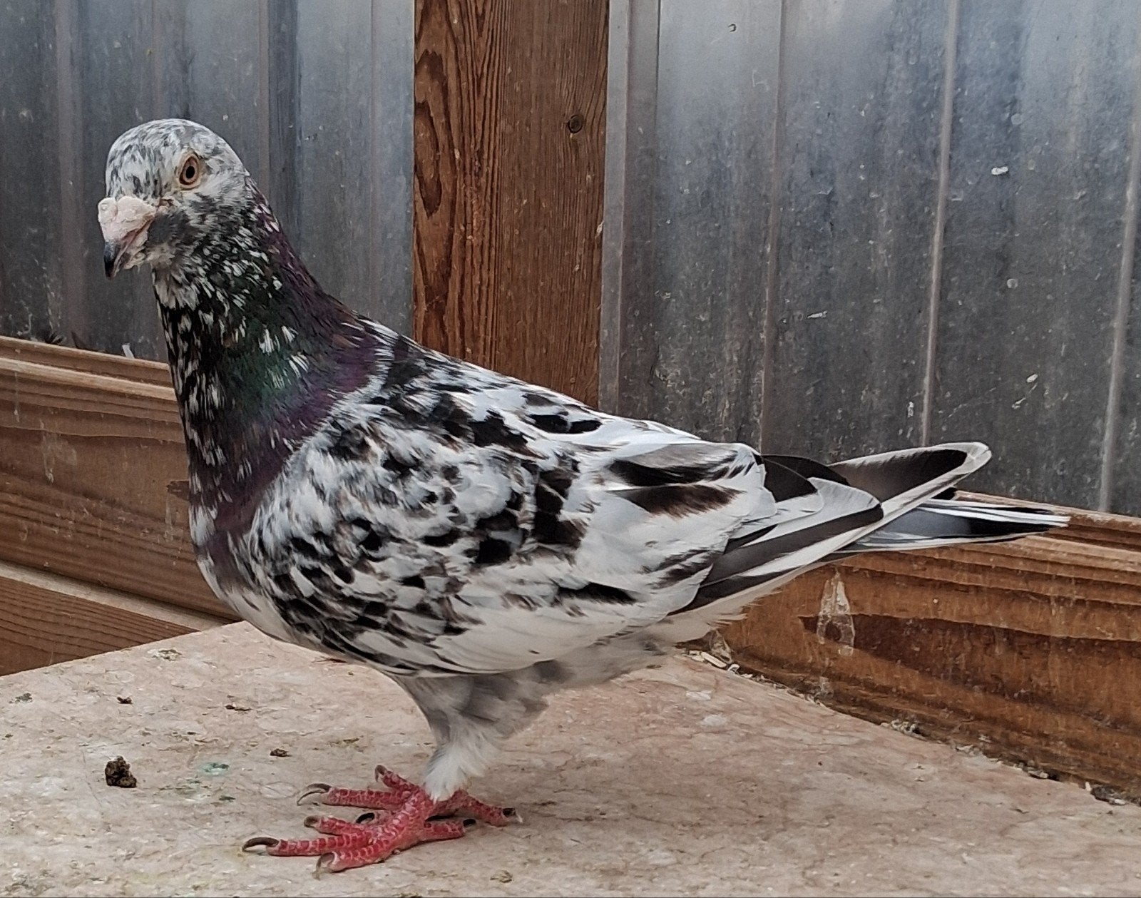 kleurpostduif stipper, Dieren en Toebehoren, Mannelijk