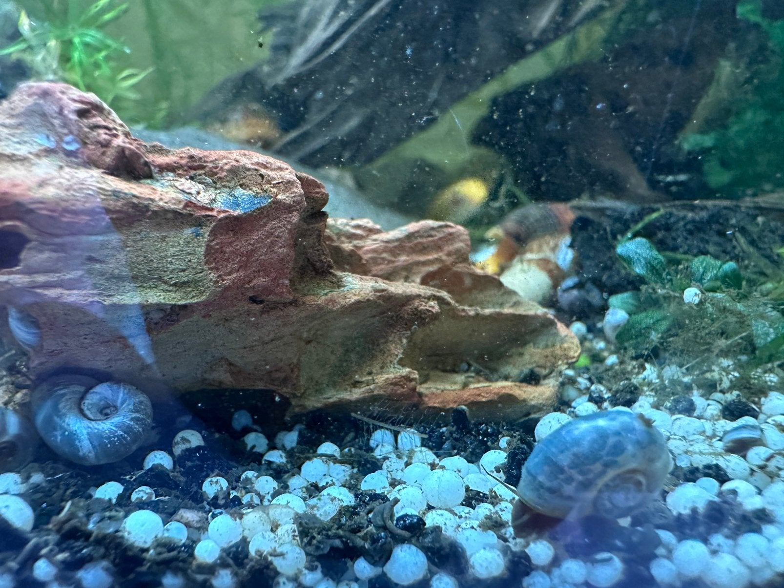 Posthoornslakken 1€ per 10, Dieren en Toebehoren, Vissen | Aquaria en Toebehoren, Ophalen, Nieuw, Plant(en), Steen of Hout
