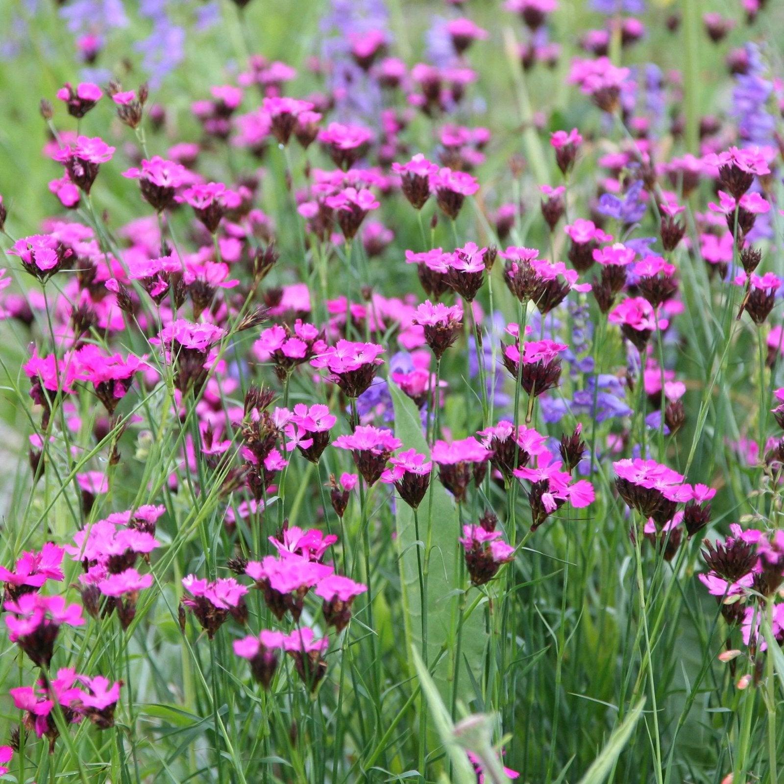 Dianthus carthusianorum - Karthuizer Anjer, Volle zon, Vaste plant, Zomer, Ophalen