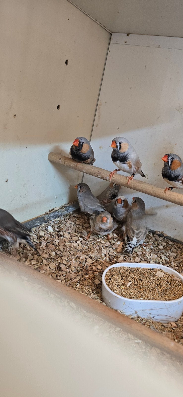 Bleekrug grijze zebravinken, Dieren en Toebehoren, Mannelijk, Tropenvogel, Geringd