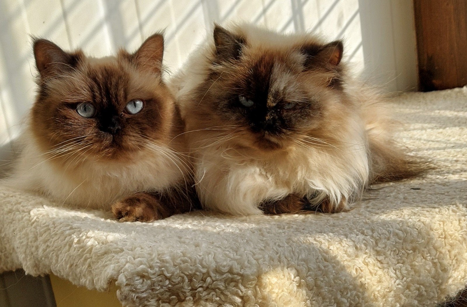 Herplaatsing gezocht voor Quincy en haar dochter Noortje., Dieren en Toebehoren, Poes, Met stamboom, 6 jaar of ouder