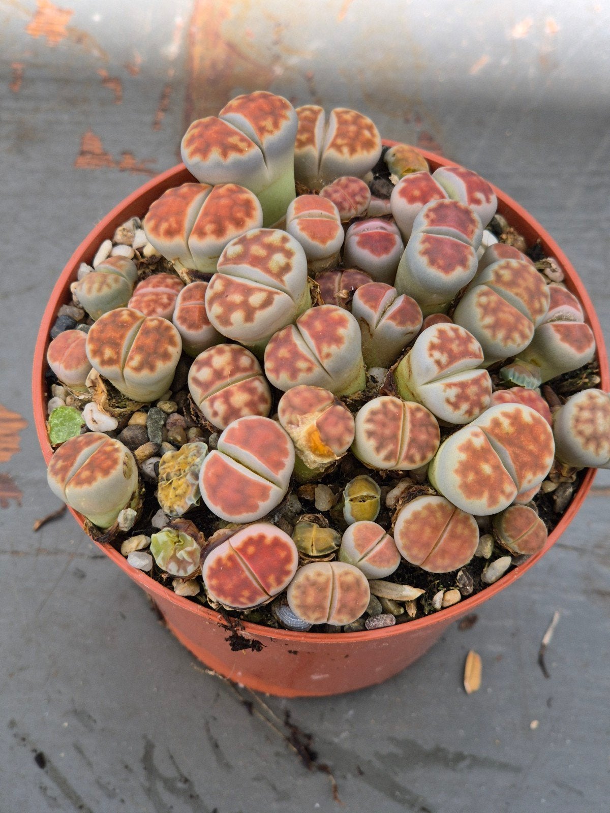 Lithops Levende stenen p8 (8)