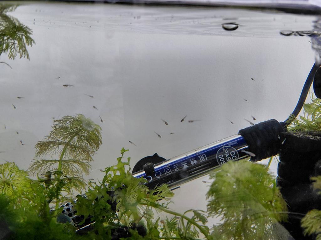 Jonge Rasbora Galaxy (mag ze reserveren), Vis