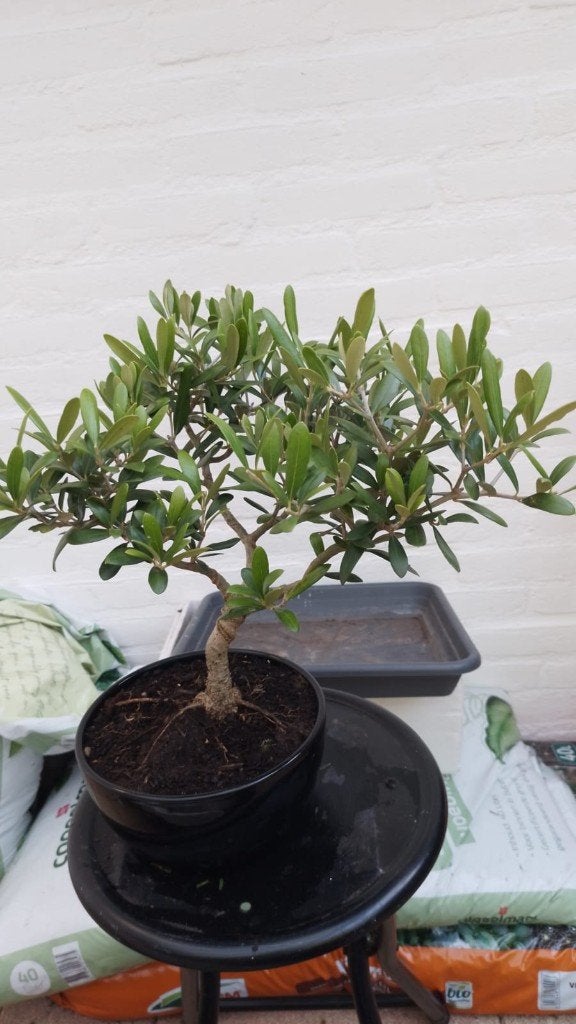 Bonsai Olijf, Ophalen, Bloeit niet, Halfschaduw, Olijfboom