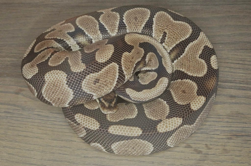Ball python 1.1 Gravel het DG Houten Ball Python - female for sale from shirley sterckx