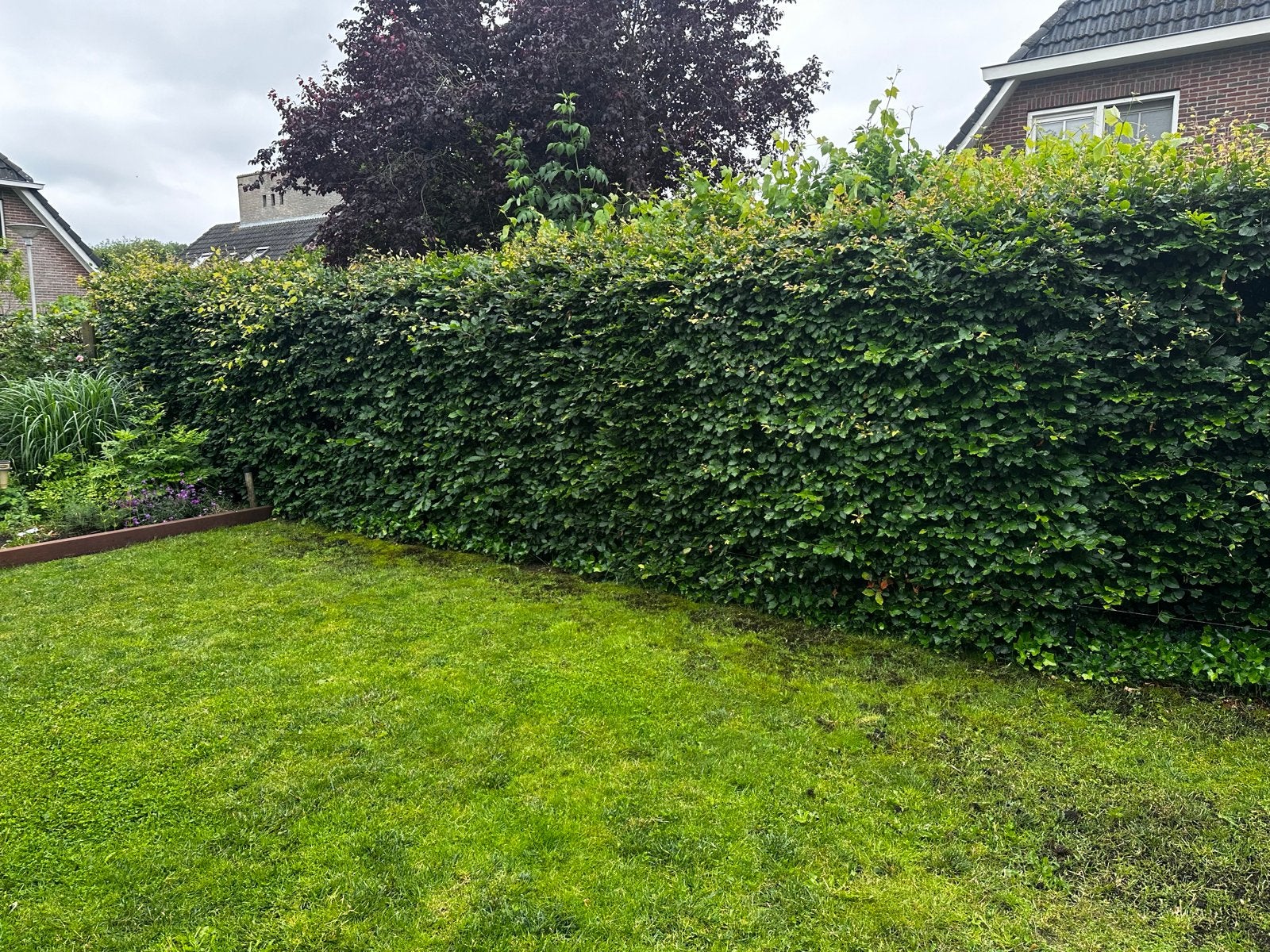 Gratis. Groene Beukenhaag - Fagus Sylvatica, Ophalen, Beukenhaag, Haag, 100 tot 250 cm