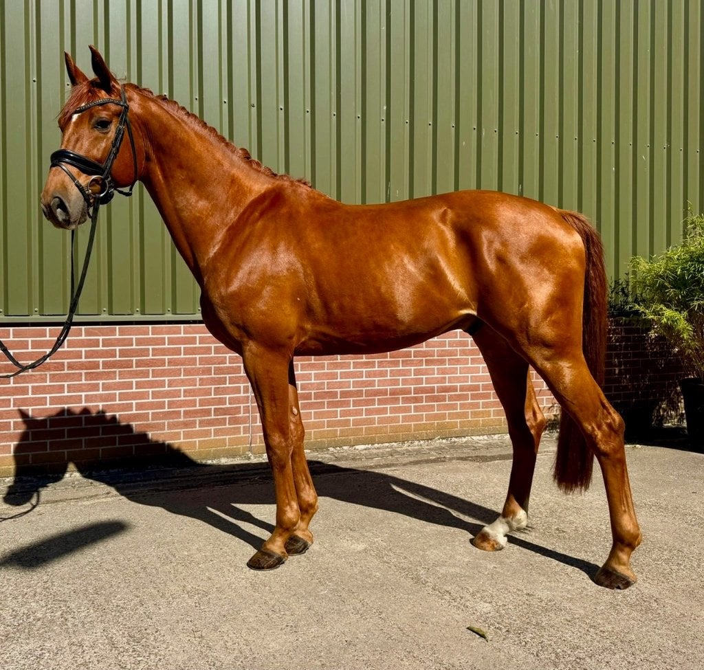 10- jarige dressuur NRPS ruin, Met stamboom, Ruin, Dressuurpaard, 170 tot 175 cm