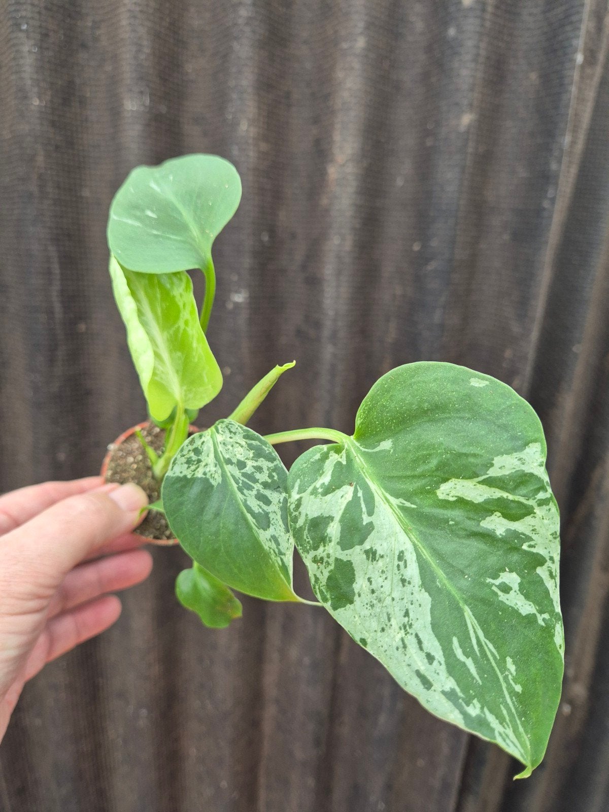 Monstera D Bulbasaur p6 (10), Huis en Inrichting, Ophalen of Verzenden, Halfschaduw, Minder dan 100 cm
