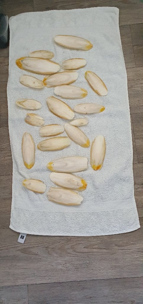 Sepia vers vanaf 0,50 -2 euro per stuk, Dieren en Toebehoren, Ophalen, Nieuw