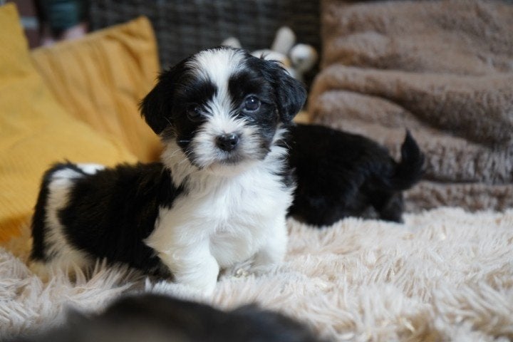 Mooie kleine boomer pups te koop., Dieren en Toebehoren, Nederland, Parvo, Overige rassen, 8 tot 15 weken