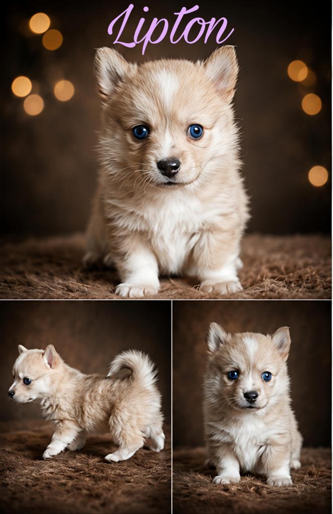 Unieke Pomsky pups, Dieren en Toebehoren, 8 tot 15 weken, Meerdere, Meerdere dieren, Nederland