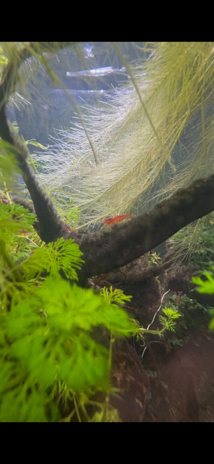 Rode Neocaridina garnalen, Kreeft, Krab of Garnaal