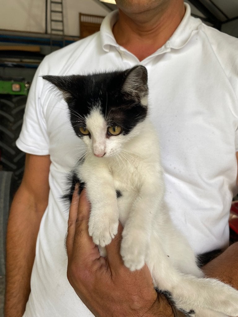 Kitten 3 maand oud, poesje, Poes, Ontwormd, 0 tot 2 jaar