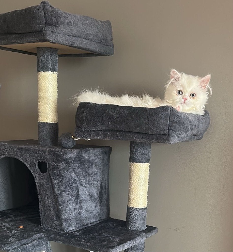 Aanhankelijk Perzisch x Brits Langhaar kitten, Kater, Gechipt, 0 tot 2 jaar