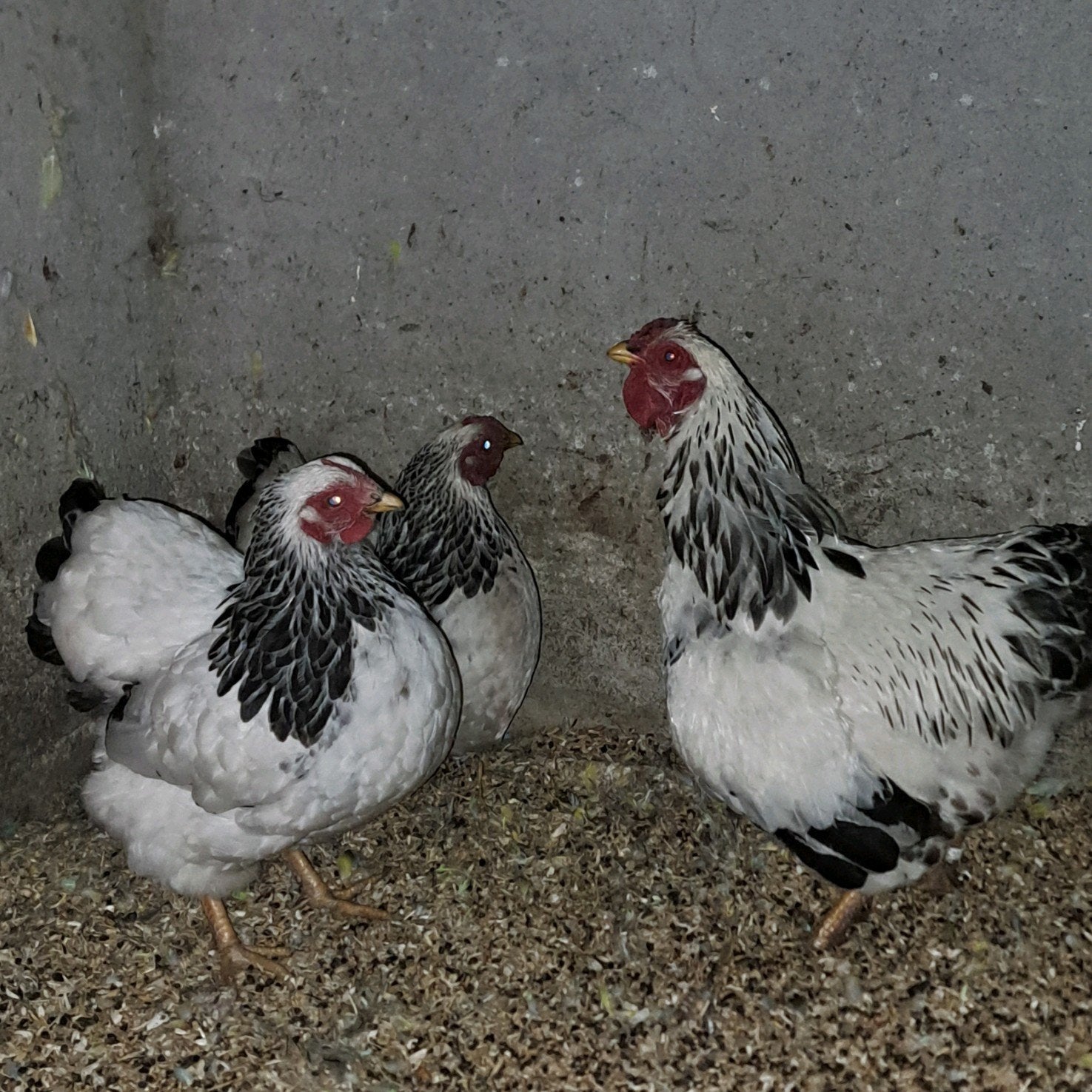 Trio wyandotte krielen, Meerdere dieren, Kip