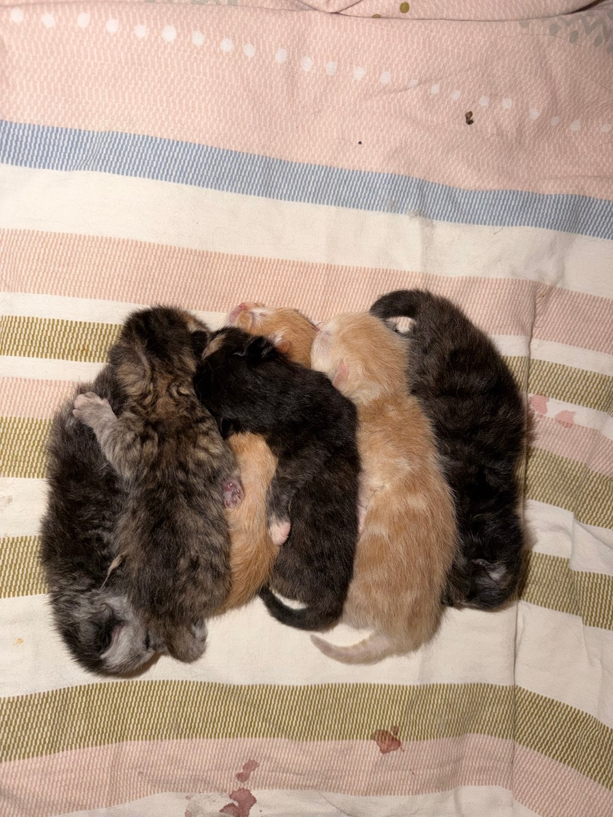 Perzische kittens