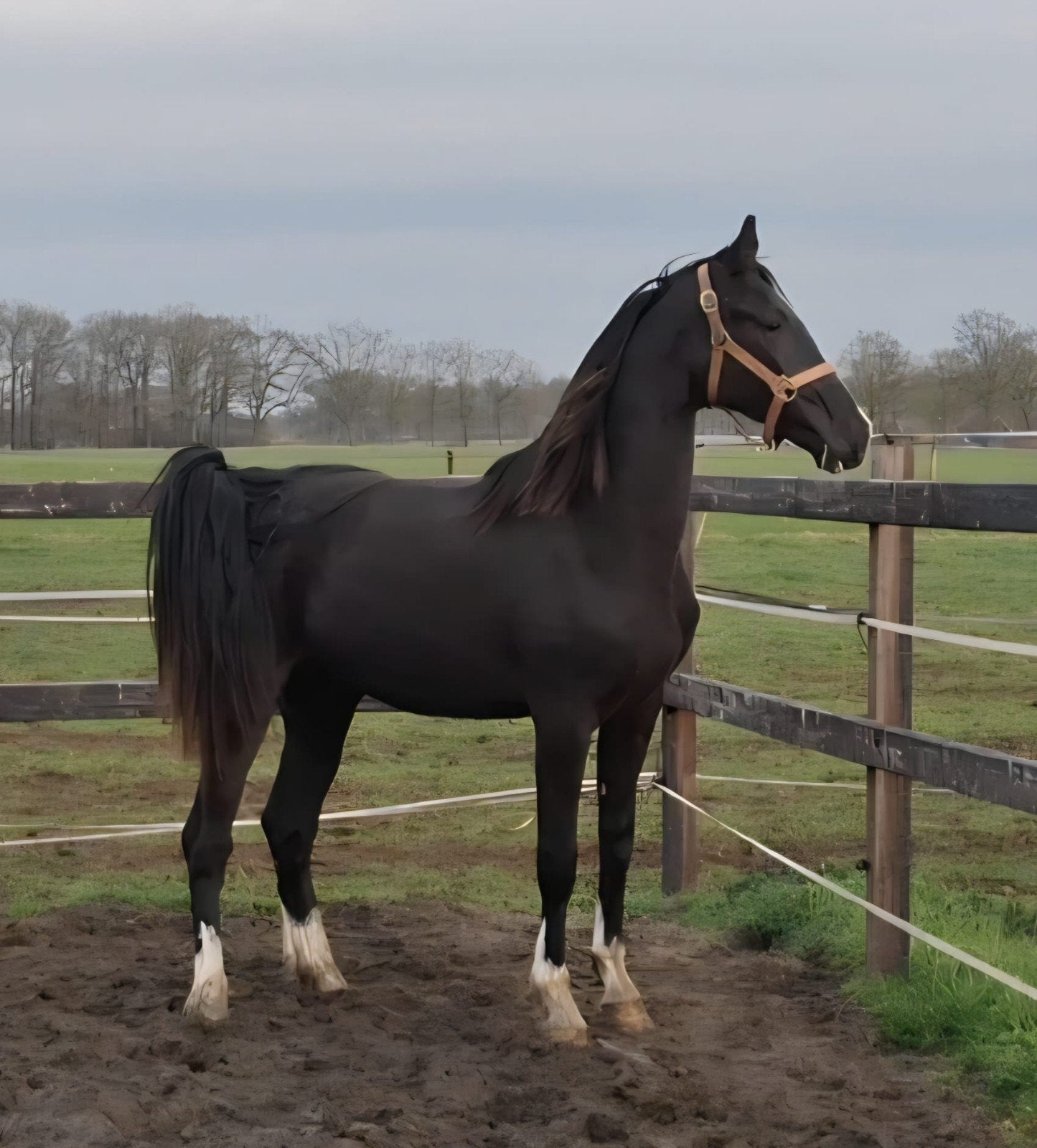 Zwarte tuigpaard merrie 2 jaar, Dieren en Toebehoren, Paarden, Merrie, Met stamboom, 0 tot 2 jaar, 160 tot 165 cm