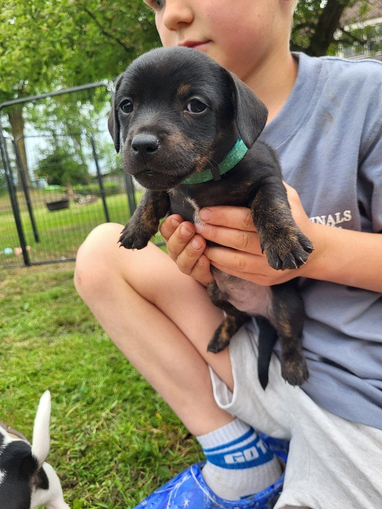 De leukste Jack Russel pups, Jack Russell Terriër, 8 tot 15 weken, Parvo, Meerdere