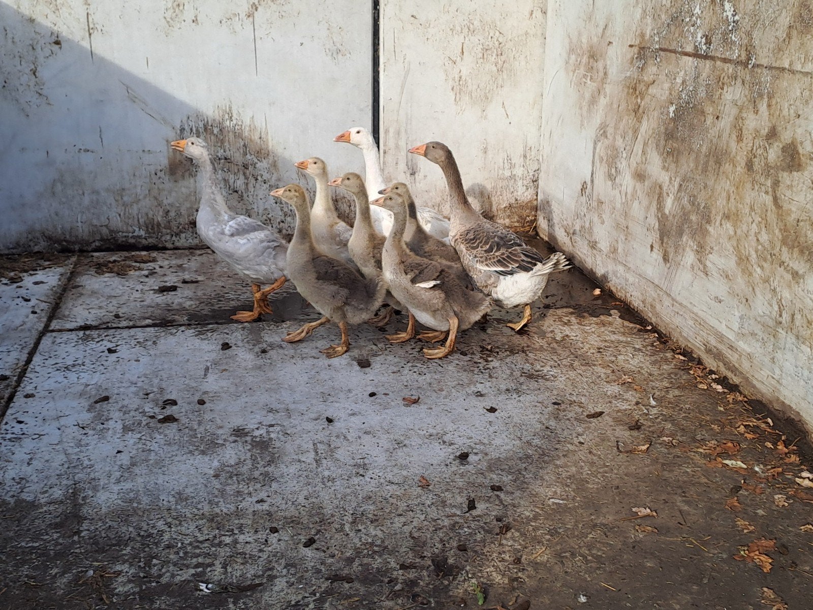 jonge groep ganzen, Meerdere dieren, Gans of Zwaan