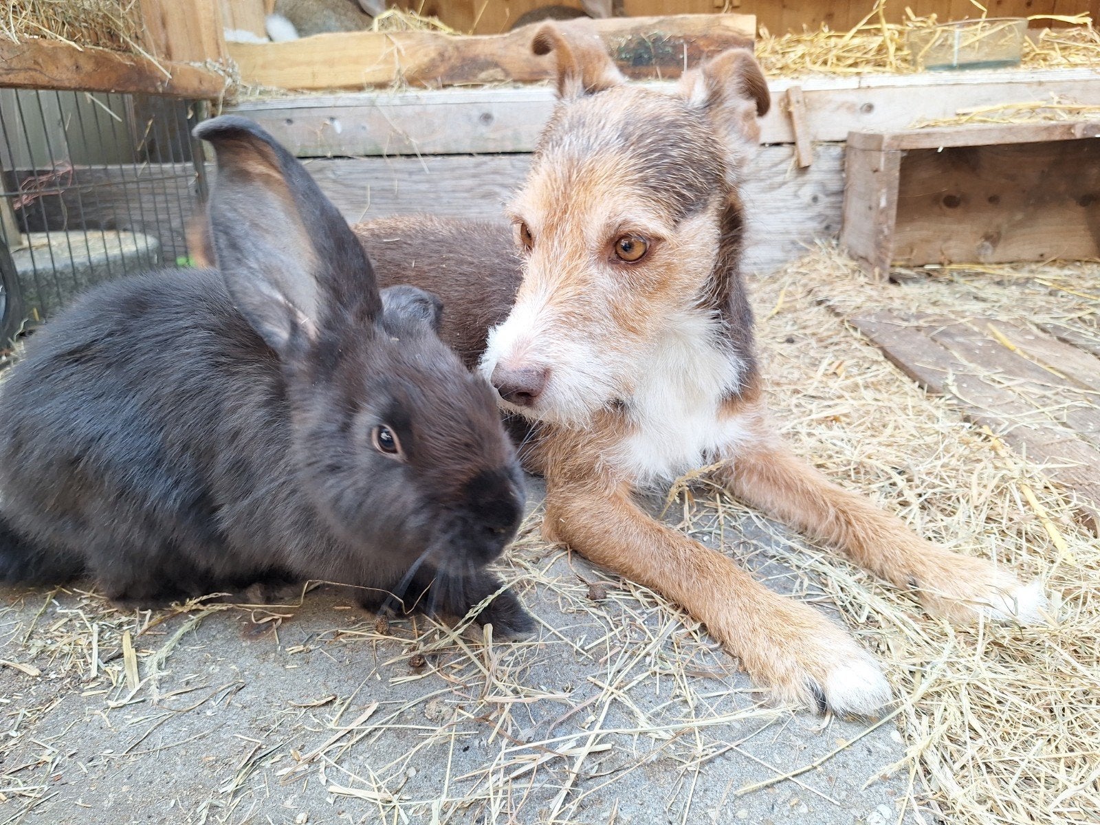 mooie grote reuzen, Dieren en Toebehoren, Konijnen, Meerdere dieren, Groot