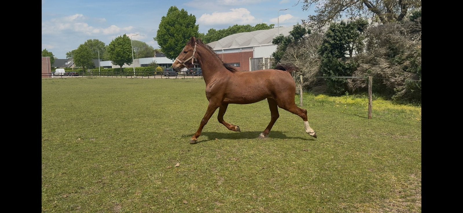 Mooie 3-jarige merrie te koop, Dieren en Toebehoren, Merrie, 160 tot 165 cm, Dressuurpaard, 3 tot 6 jaar